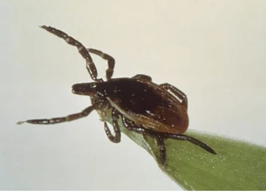 Health Care পোকার কামড়ের পর মাংস খেয়ে অসুস্থ হয়ে পড়ছেন মানুষ।