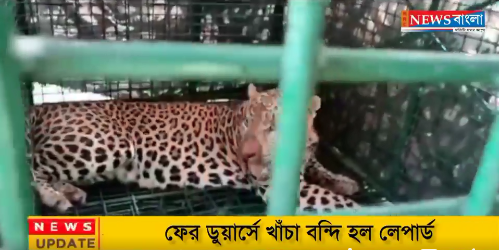 ফের ডুয়ার্সে খাঁচা বন্দি হল লেপার্ড।